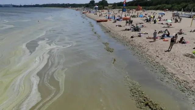 Jak wyglądają sinice w Bałtyku i jakie niosą zagrożenia zdrowotne