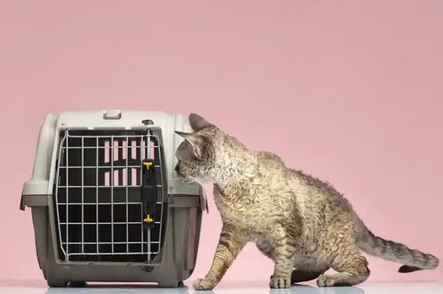 Transporter dla kota w Auchan: Czy warto? Praktyczny przewodnik