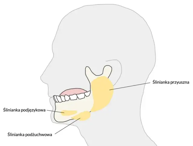 Ślinianki: Gdzie są, co robią i kiedy szukać pomocy?