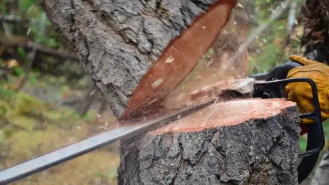 Kiedy wyciąć drzewo? Terminy, przepisy i kary - poradnik