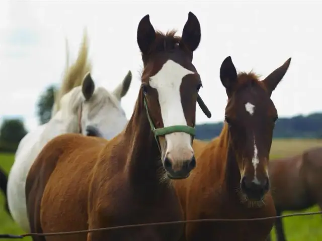 Najlepsze stadniny koni w Poznaniu i okolicach – jazda bez stresu