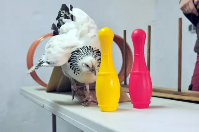 Jak wytresować kurczaka: skuteczne techniki i najczęstsze błędy