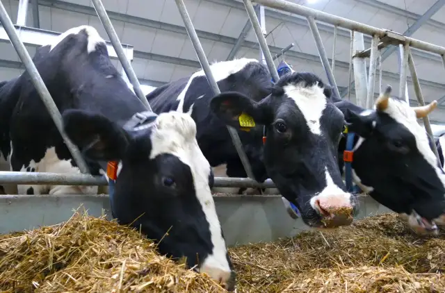 Bydło opasowe zajada się świeżym sianem. Dobre dawki pokarmowe dla bydła opasowego to klucz do zdrowia i szybkiego przyrostu masy.