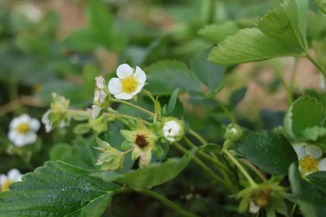 Jaki nawóz pod truskawki w czasie kwitnienia, by uzyskać obfite plony