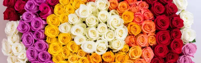 Ile daje się róż? Odkryj znaczenie liczby róż w prezentach