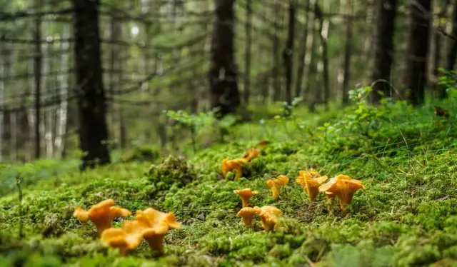 Sezon na kurki: Kiedy szukać i jak je rozpoznać?