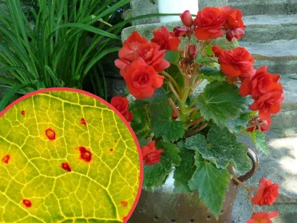 Dlaczego begonia nie kwitnie? Odkryj najczęstsze przyczyny braku kwiatów