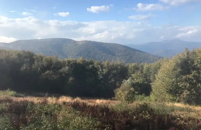 Gdzie na spacer z psem w Podkarpackiem? Odkryj najlepsze miejsca