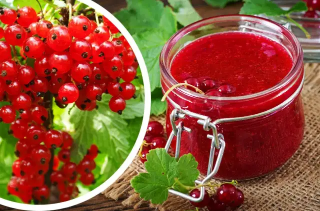 Czy czerwona porzeczka jest zdrowa? Odkryj jej niesamowite korzyści zdrowotne