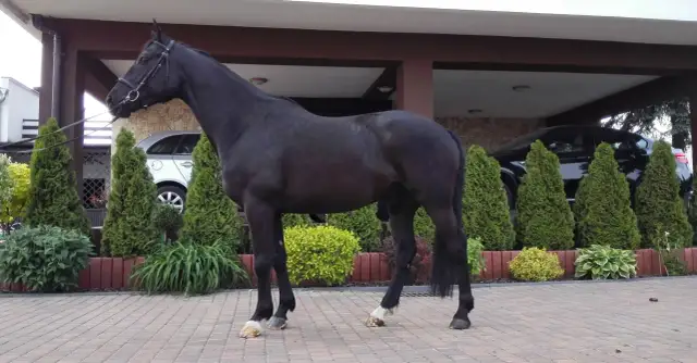Stadniny koni Wielkopolska - najlepsze ośrodki hodowlane w regionie