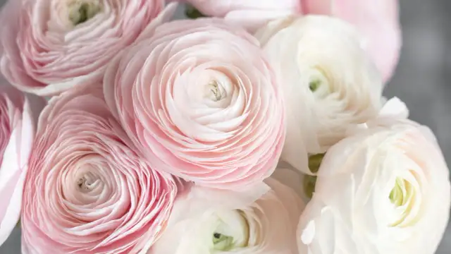 Czy jaskier jest wieloletni? Sprawdź jego długowieczność i pielęgnację