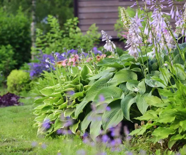 Co kwitnie wiosną? Odkryj piękne rośliny i ich zalety w ogrodzie