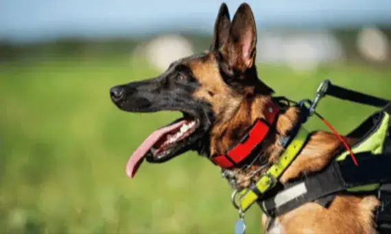 Jaki rozmiar obroży dla owczarka niemieckiego, aby uniknąć problemów?