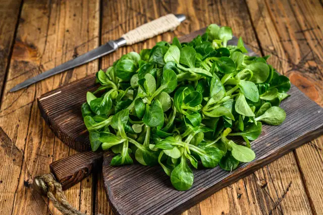 Roszponka vs Rukola: Która lepsza dla Twojego zdrowia i smaku?