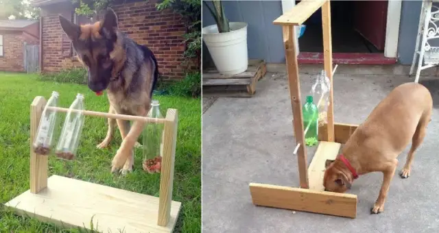 Jak zrobić zabawkę dla psa z butelki - proste i bezpieczne metody