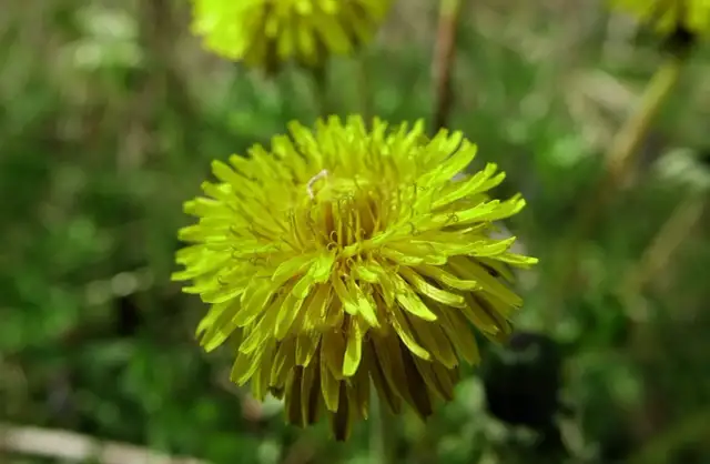 Mniszek, mlecz, jastrzębiec? Rozpoznaj i pozbądź się żółtych chwastów.