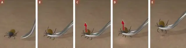 Jak rozpoznać kleszcza i co zrobić? Przewodnik krok po kroku