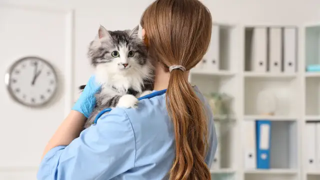 Kiedy można wysterylizować kotkę po porodzie, aby uniknąć problemów zdrowotnych?