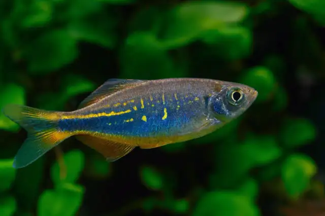 Czy rybki śpią? Odkryj tajemnice snu w akwarium!