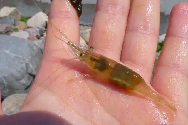 Krewetki w Bałtyku – jakie gatunki zamieszkują ten region?