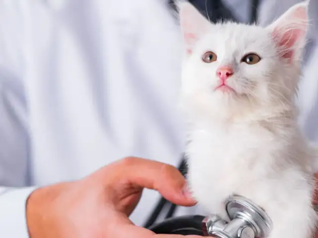 Ile kosztuje wizyta u weterynarza z kotem? Sprawdź ceny i porady