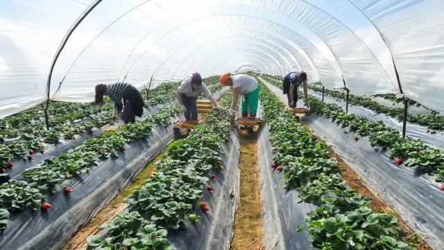 Ile można zarobić na zbiorach w Niemczech? Sprawdź realne stawki