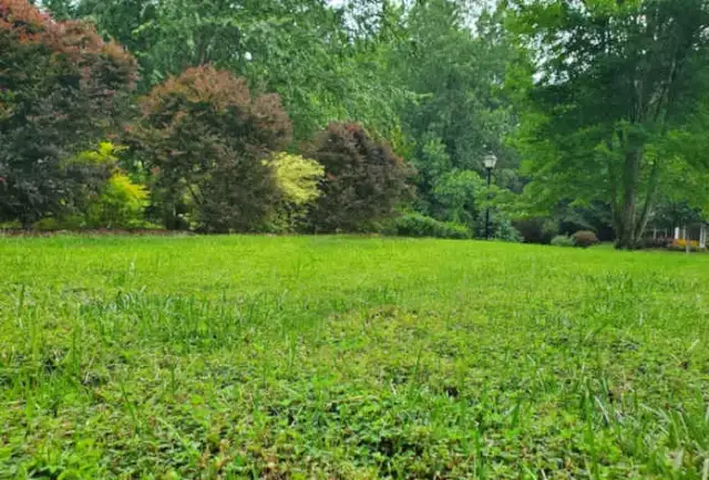 Jak pozbyć się mchu z trawnika? Kompleksowy poradnik krok po kroku