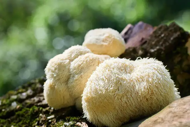 Soplówka jeżowata skutki uboczne - Czy zawsze jest bezpieczna?