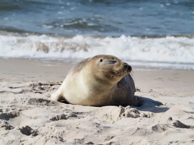 Czy w Bałtyku są foki? Odkryj tajemnice tych morskich ssaków