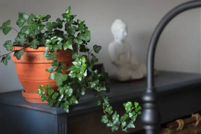 Jaki nawóz do bluszczu? Odkryj najlepsze sposoby na zdrowe rośliny