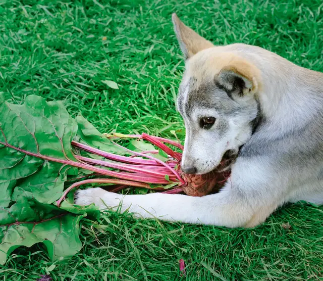 Czy pies może jeść buraki? Bezpieczne przygotowanie i ryzyka zdrowotne