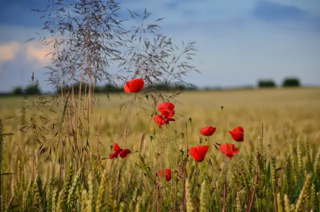 Chwast w zbożu: Jak skutecznie zwalczać niebezpieczne chwasty?