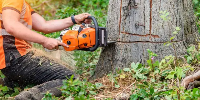 Kiedy wycinać drzewa? Terminy i zasady legalnej wycinki