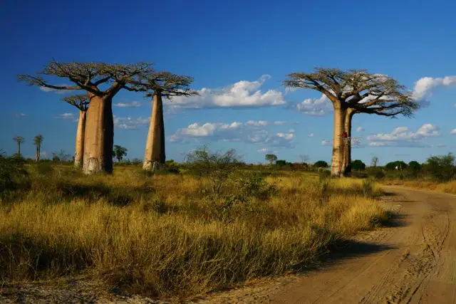 Madagaskar kiedy jechać: najlepszy czas na niezapomniane przygody