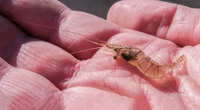 Czy krewetki są w Bałtyku? Odkryj ich gatunki i ekologię