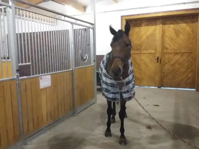 Stadnina Koni Ochaby - historia, hodowla i sukcesy w jeździectwie