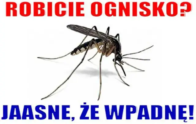 Śmieszne kawały o komarze, które rozbawią każdego i poprawią humor