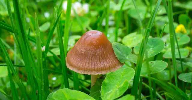 Łysiczka lancetowata: Jak rozpoznać i uniknąć śmiertelnej pomyłki?