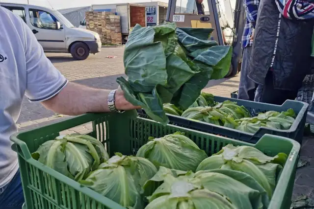 Kiedy sezon na młodą kapustę w Polsce? Sprawdź!