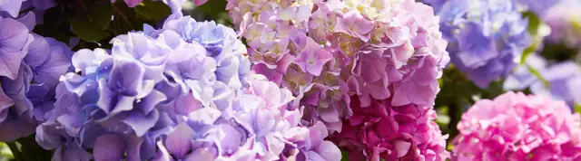 Kiedy sadzić hortensje, aby uniknąć błędów i zapewnić wzrost?