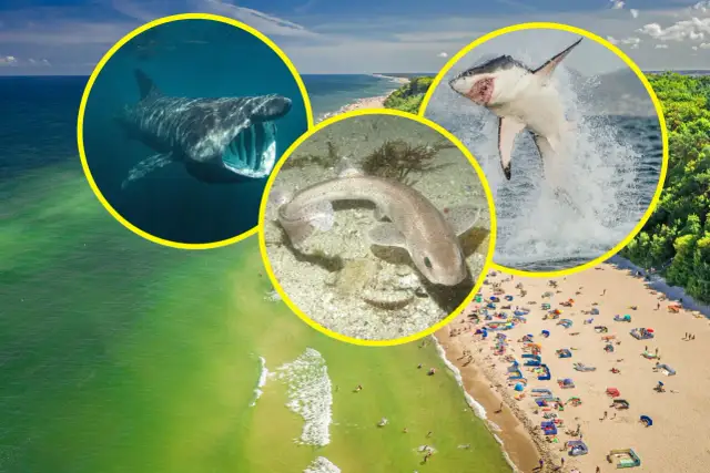 Czy rekiny są w Bałtyku? Fakty o ich obecności i bezpieczeństwie