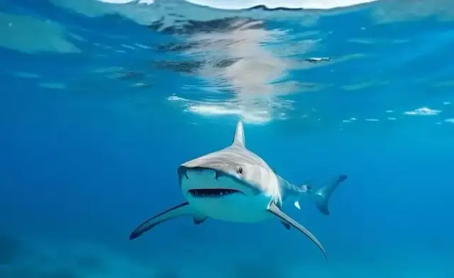 Czy w Morzu Śródziemnym są rekiny? Fakty o bezpieczeństwie w wodzie