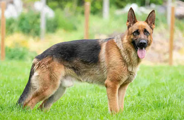 Ile owczarek niemiecki chodzi w ciąży? Czas trwania i ważne informacje