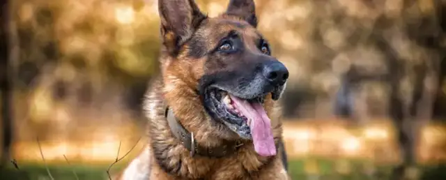 Ile razy dziennie karmić owczarka niemieckiego? Sprawdź!