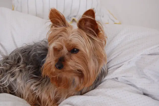 York ma sierść czy włosy – poznaj prawdę o pielęgnacji yorka