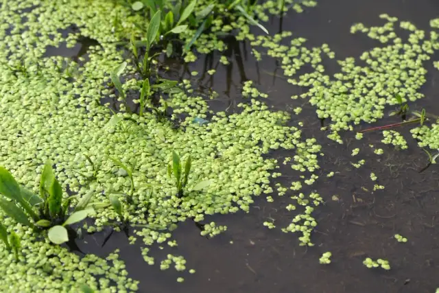 Rzęsa wodna: czy ten superfood wart jest swojej ceny?