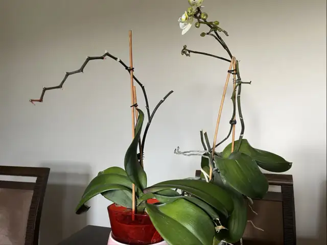 Przycinanie storczyka po przekwitnięciu: Sekret obfitego kwitnienia