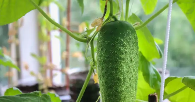 Jak uprawiać ogórki na balkonie, aby uniknąć błędów i cieszyć się plonami