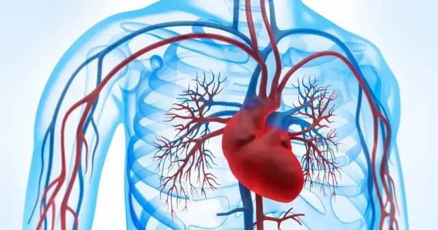Serce i naczynia krwionośne. Gdzie kończy się aorta, tam zaczyna się życie, jak w teleturnieju Milionerzy.