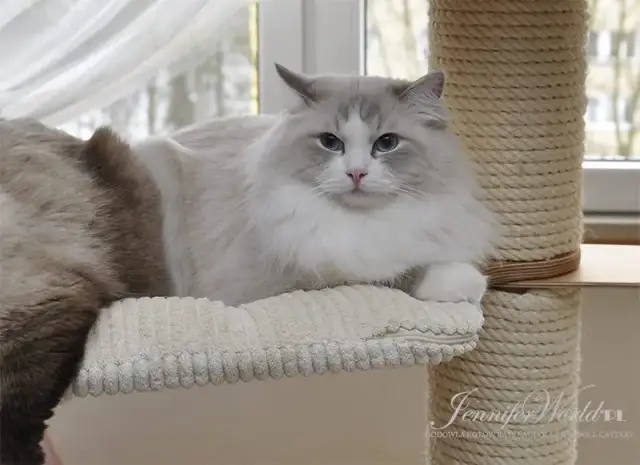 Jaki transporter dla ragdolla? Wybierz idealny model dla swojego kota